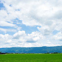 初夏の大刀洗の田んぼ、青空と緑の農地風景の写真