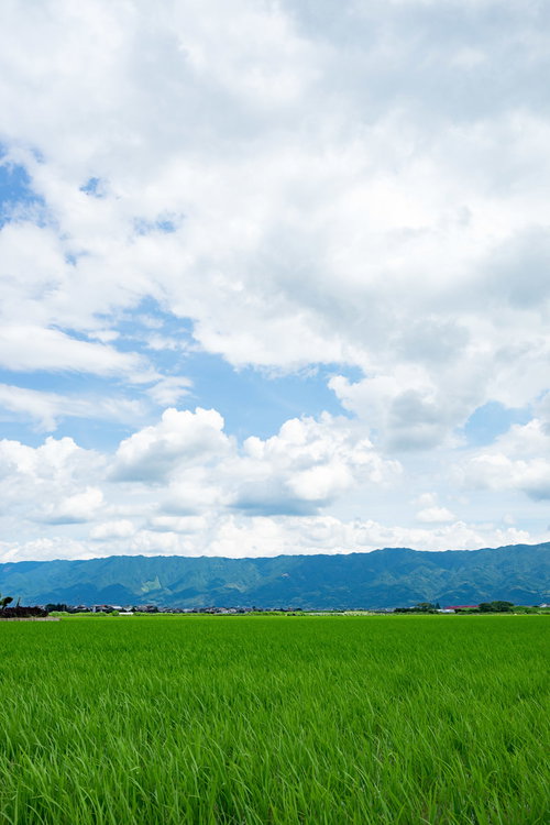 初夏の大刀洗の田んぼ、青空と緑の農地風景