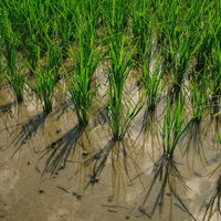 大刀洗の水田に整然と植えられた田植え後の稲の写真