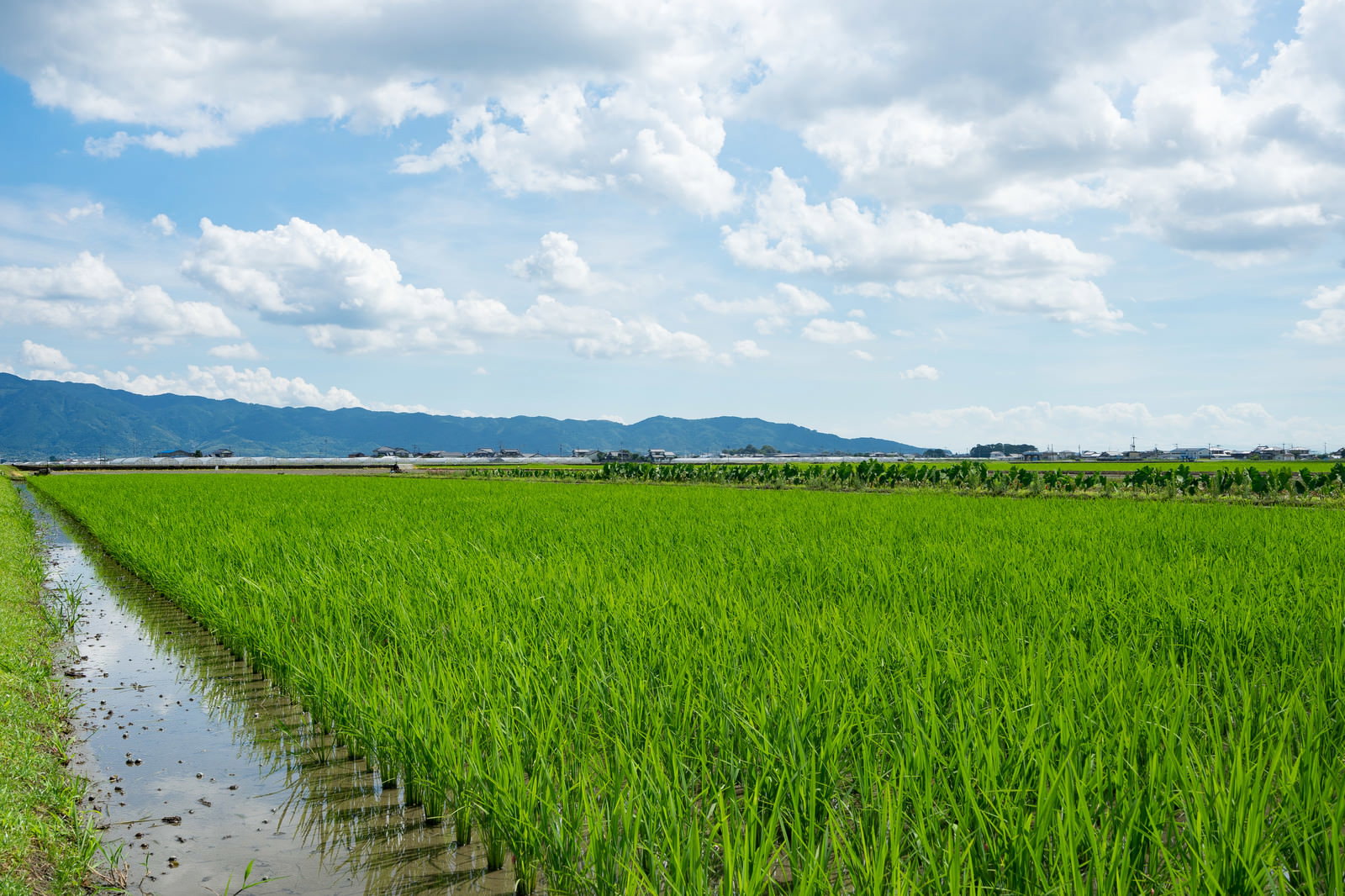 青空と雲の下に広がる緑の田んぼと水路の田園風景