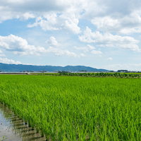 福岡県大刀洗町に広がる緑の田んぼと水路の田園風景の写真
