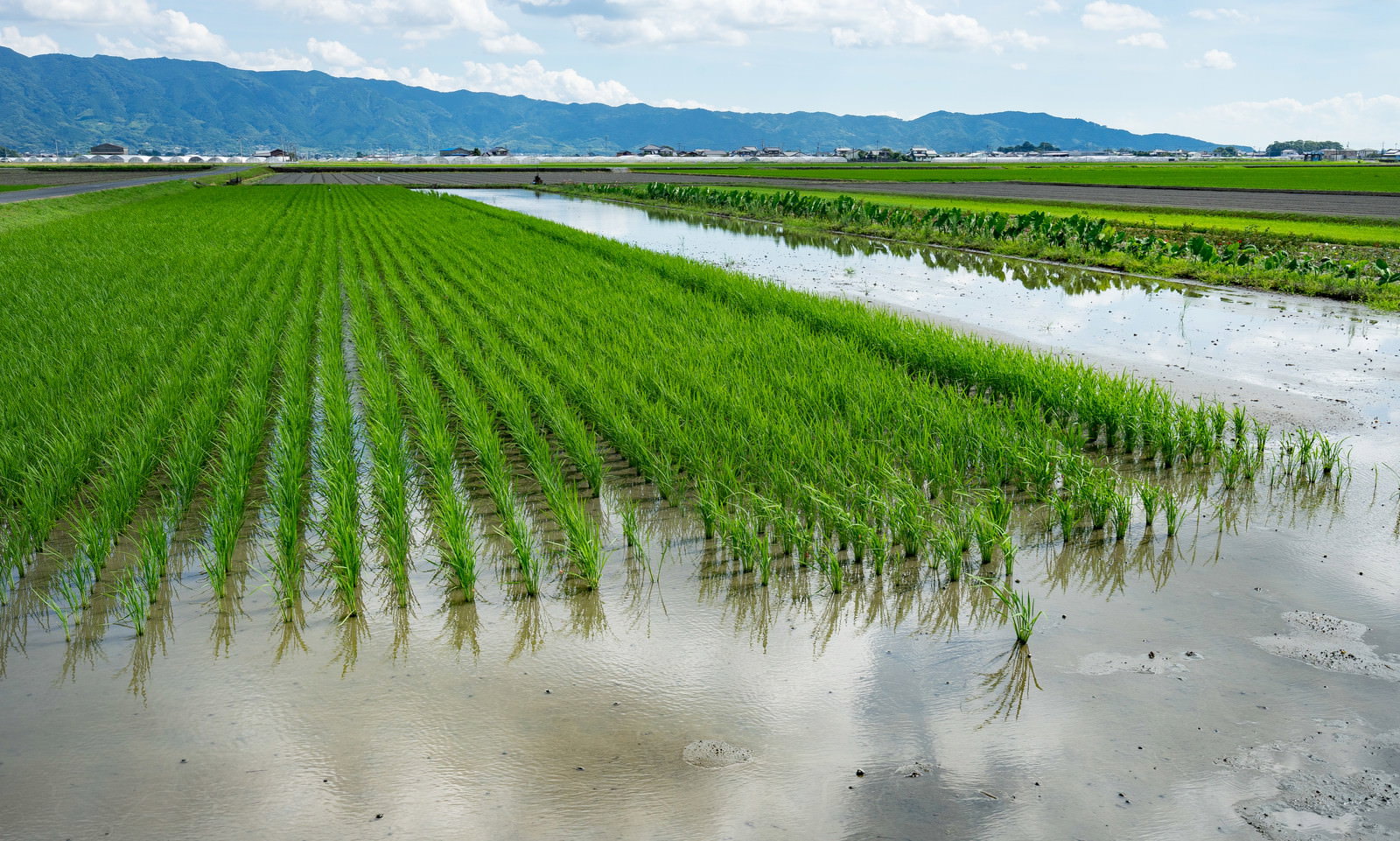 水を張った田んぼに緑の稲が整然と植えられ、水面に空が映る風景
