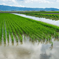 福岡県大刀洗の田んぼに植えられた緑の稲と水面の風景の写真