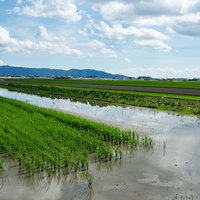 大刀洗の田んぼと青空が映る水田の田園風景の写真