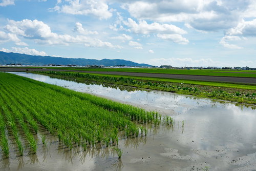 大刀洗の田んぼと青空が映る水田の田園風景