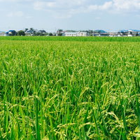 大刀洗の青空の下に広がる緑の稲田と農村風景の写真