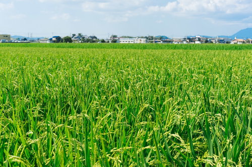 大刀洗の青空の下に広がる緑の稲田と農村風景