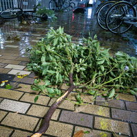 台風の突風でへし折れた路上の枝木と落ち葉の写真