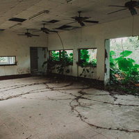 植物に侵食された廃屋の内部の写真