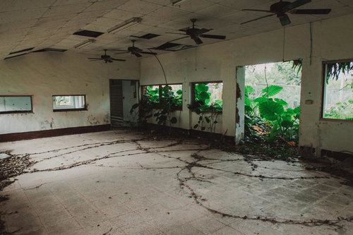 植物に侵食された廃屋の内部
