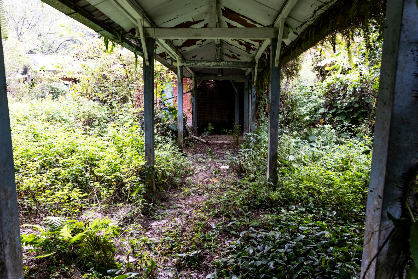 View through a pathway in an abandoned house overgrown with weeds and vines