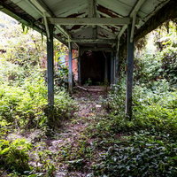 雑草に覆われた廃屋の通路の写真