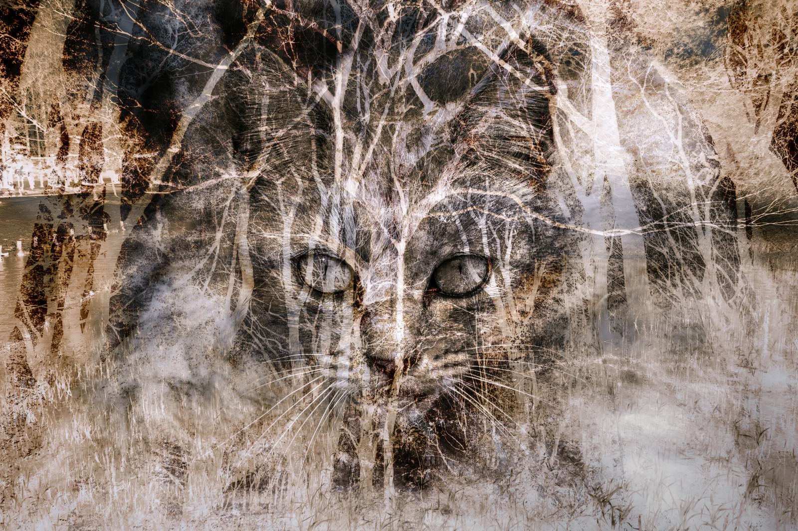 猫の顔と雑木林を重ねたフォトモンタージュ