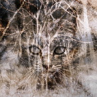 猫の思いが映る森 - 樹木と猫が二重写しのフォトモンタージュの写真