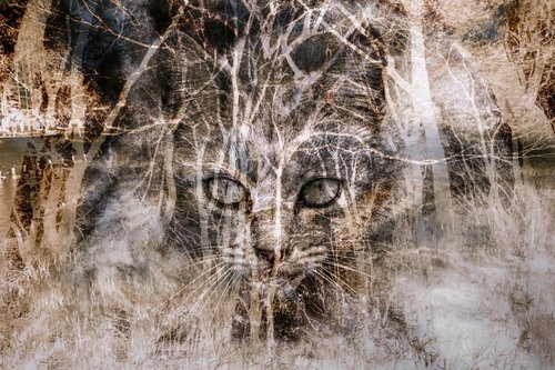 猫の思いが映る森 - 樹木と猫が二重写しのフォトモンタージュ
