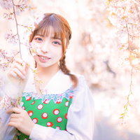 春爛漫の桜並木で微笑む着物女子～満開の桜と和の美しさの写真