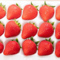 整った形の高級苺、白い背景に3列配置した新鮮なフルーツの写真