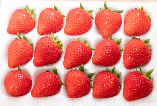 整った形の高級苺、白い背景に3列配置した新鮮なフルーツ