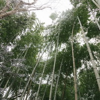 雪積もる竹林の冬景色の写真
