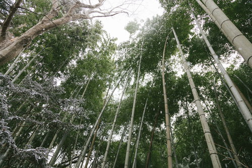 雪積もる竹林の冬景色