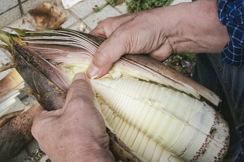 採れたてのたけのこを剝いたよ