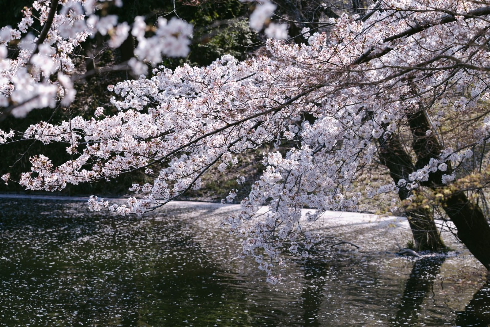 川越の川沿いに満開の桜が咲き誇り水面に花びらが舞い散る春の風景