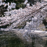 川越の桜が満開に咲く川沿いの風景の写真