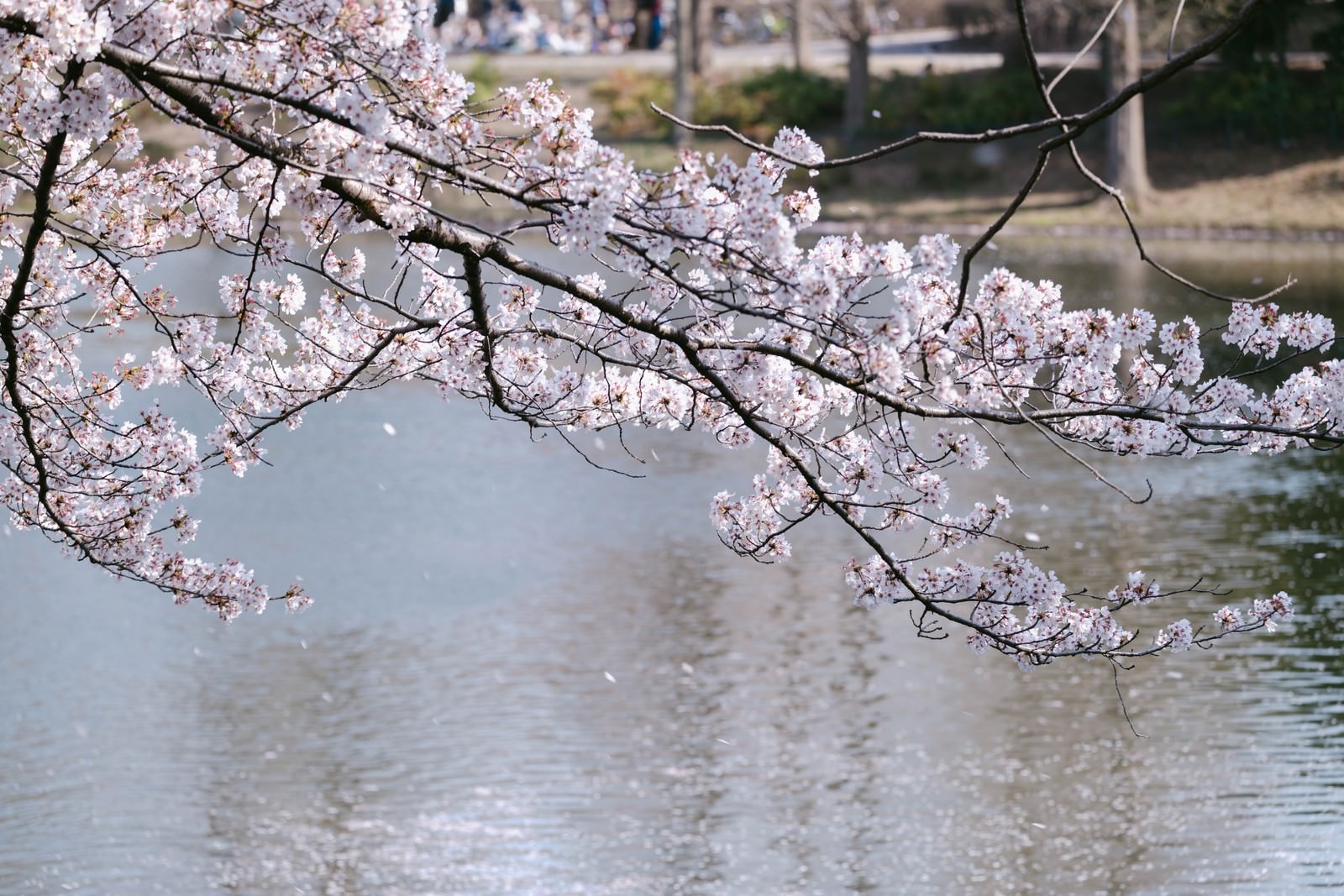 川の水面に映り込む満開の桜の花と枝