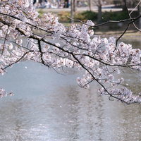 春風と川越の桜、川面に映る満開の花々と水辺の風景の写真