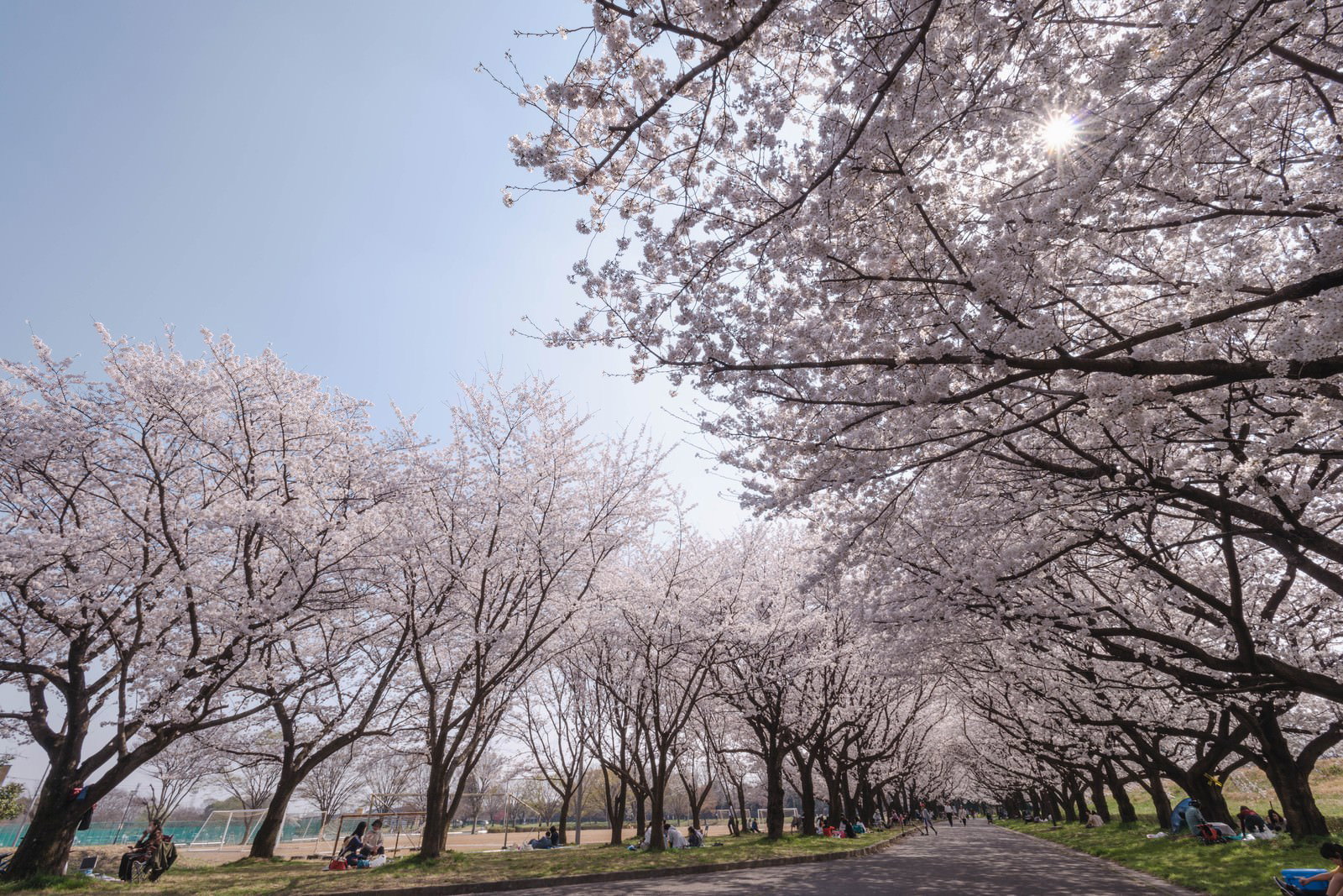 青空の下に満開の桜が咲き誇る桜並木の風景