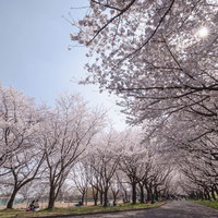 満開の桜並木で花見を楽しむ人たちの写真