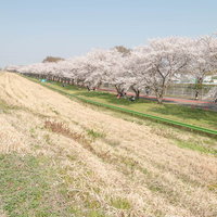 満開の桜並木と花見客が行き交う河川敷の道路の写真