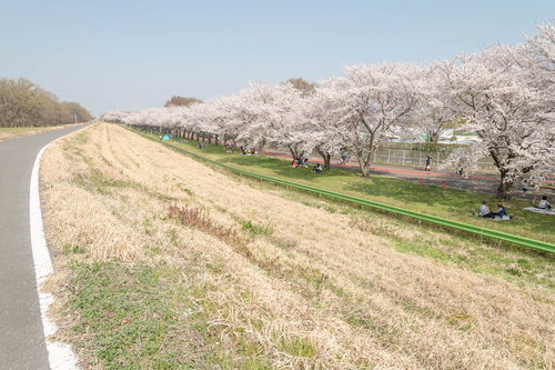 満開の桜並木と花見客が行き交う河川敷の道路