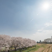土手沿いに満開の桜並木が咲く花見日和の春風景の写真