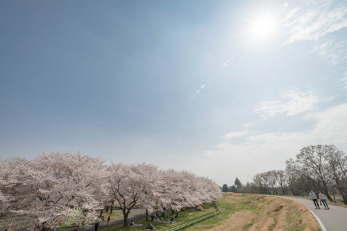 土手沿いに満開の桜並木が咲く花見日和の春風景