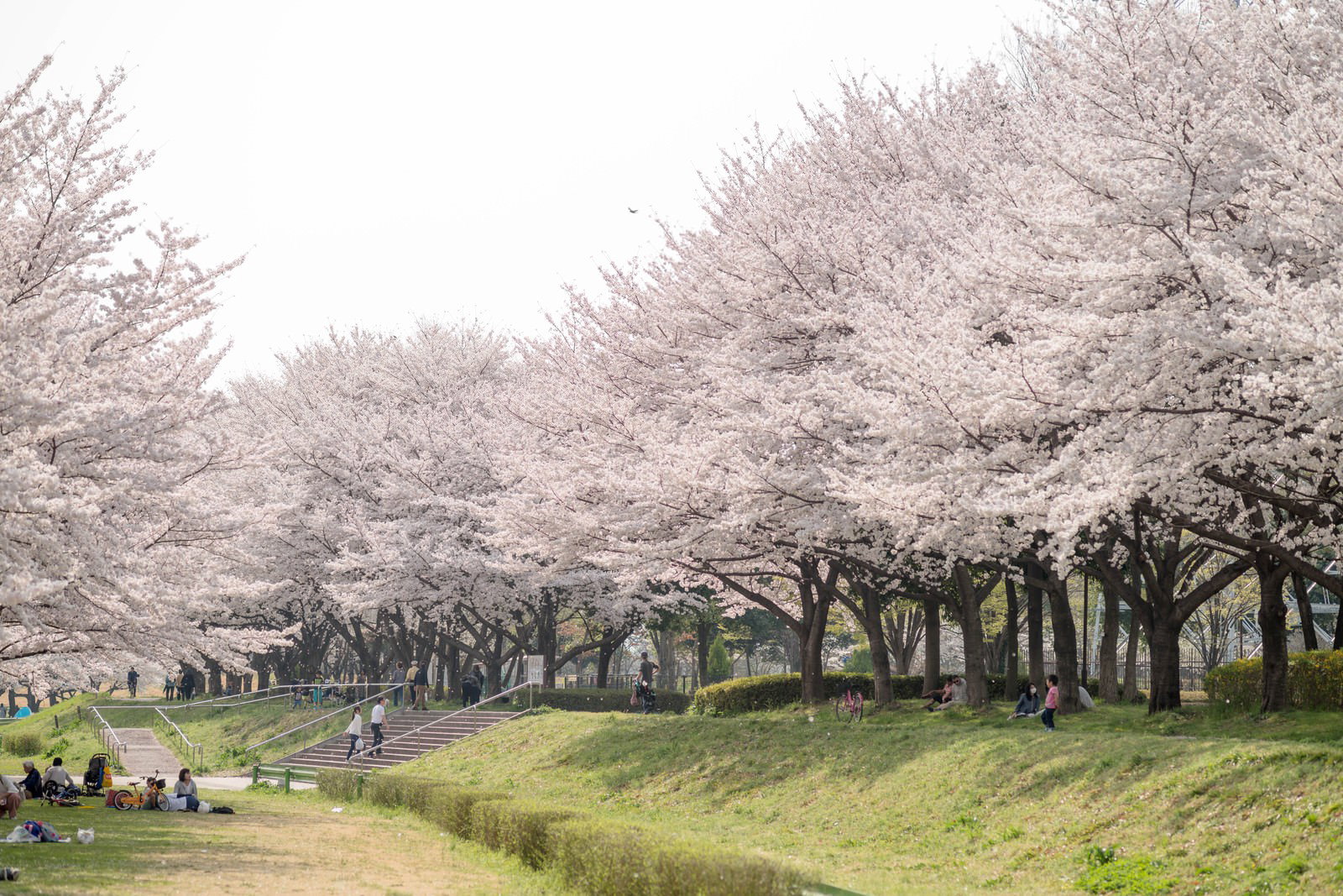 川沿いの満開の桜並木の下で花見を楽しむ人々