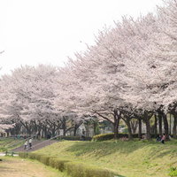 満開の桜並木の下でお花見を楽しむ人々と春の風景の写真