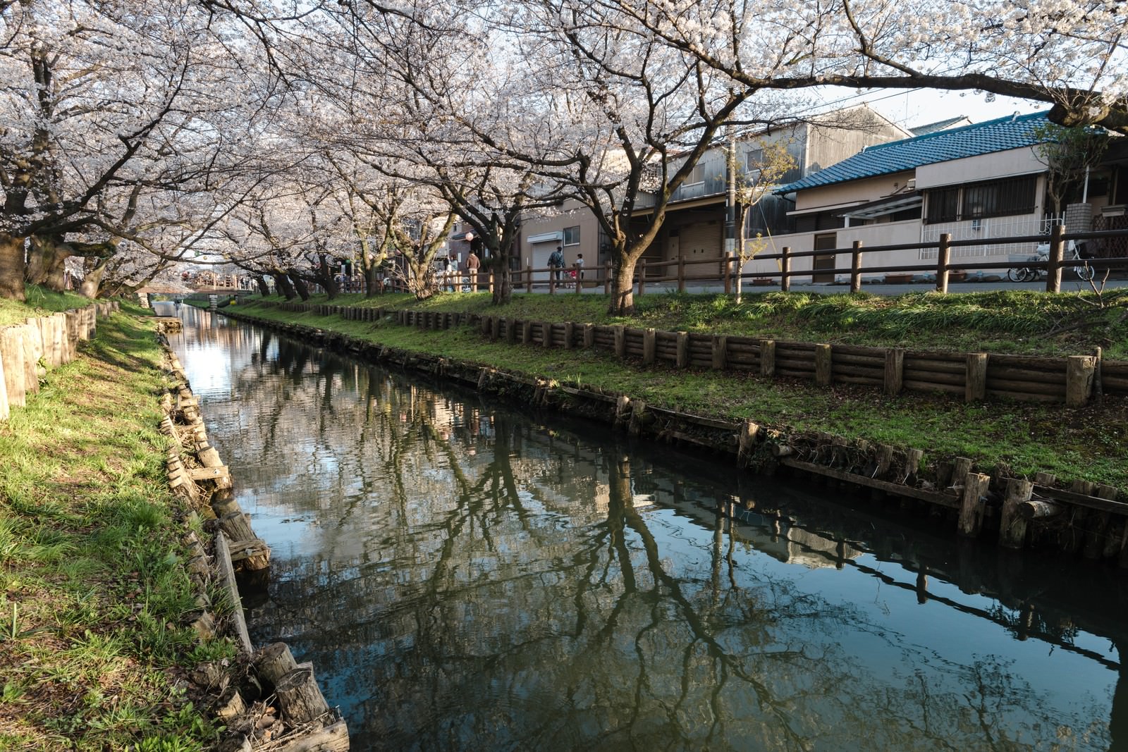 新河岸川沿いの桜トンネル、満開の桜が川面に映り込む春の風景