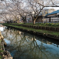 新河岸川沿いの桜トンネル、満開の桜が映る春の写真