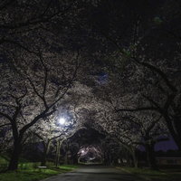 春の夜桜トンネルの遊歩道の写真