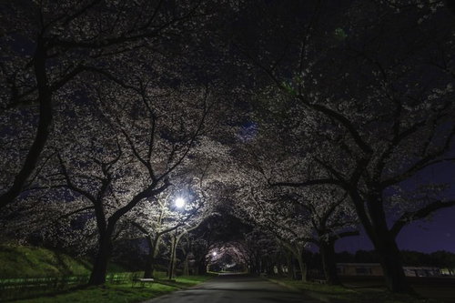 春の夜桜トンネルの遊歩道