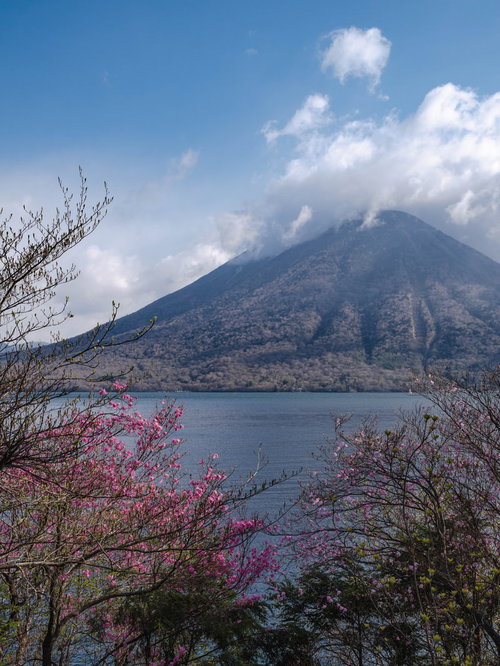 日光中禅寺湖の湖畔に咲くツツジと雲がかかる男体山