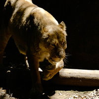 暗闇から突然現れる猛獣ライオン（メス）の鋭い眼差しと逞しい顔つきの写真