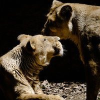 何かを囁きあう猛獣ライオンの親子が寄り添う愛情のひとときの様子の写真