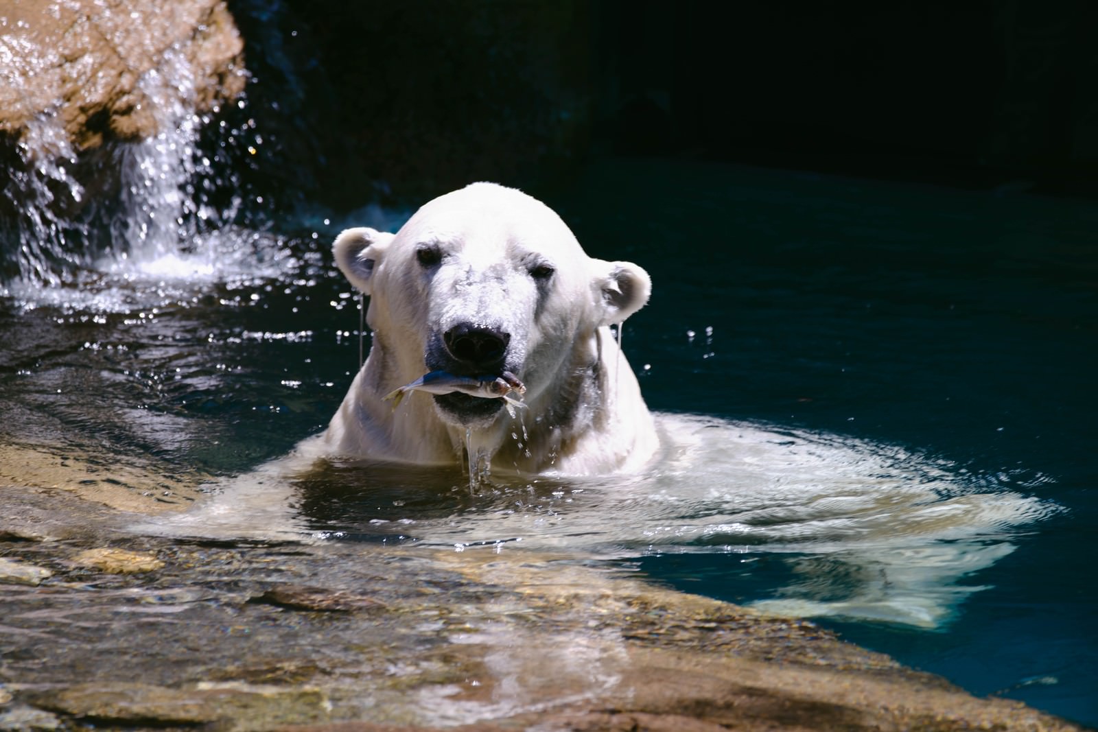水中で魚を口に咥えて浮かんでいる白いホッキョクグマ