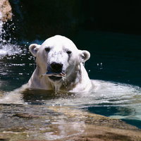 水中で魚を咥えるホッキョクグマ、野生の捕食シーンの写真