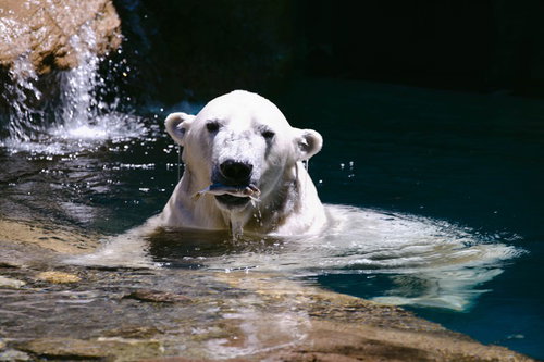 水中で魚を咥えるホッキョクグマ、野生の捕食シーン