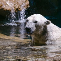 水辺から顔を出すホッキョクグマの泳ぐ姿と生態の写真