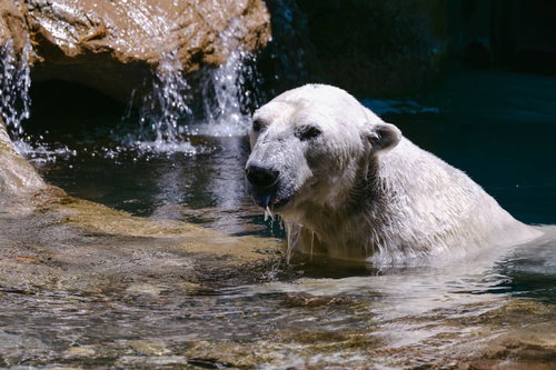 水辺から顔を出すホッキョクグマの泳ぐ姿と生態