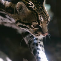 しなやかな動きのオセロット（猫）の木陰での休息風景の写真